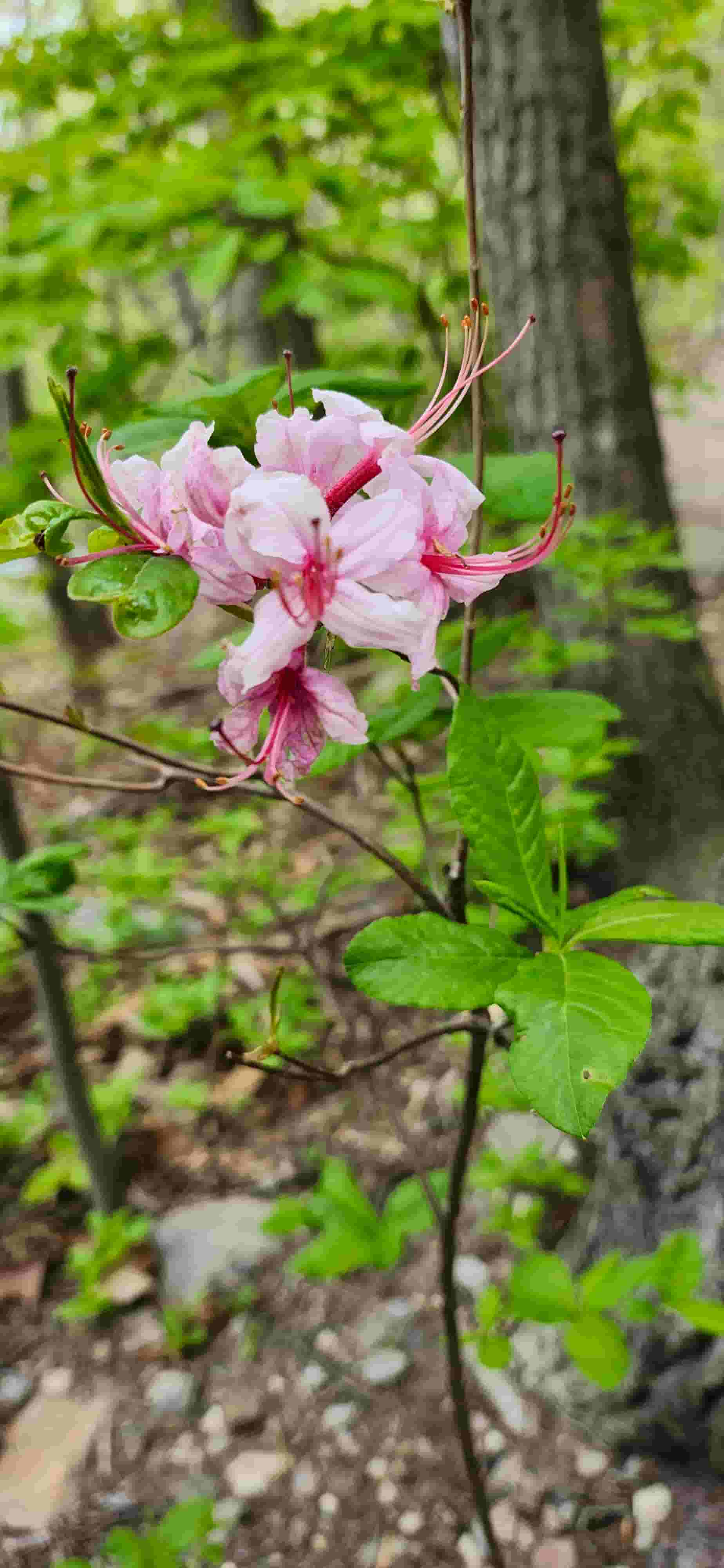 Northern VA